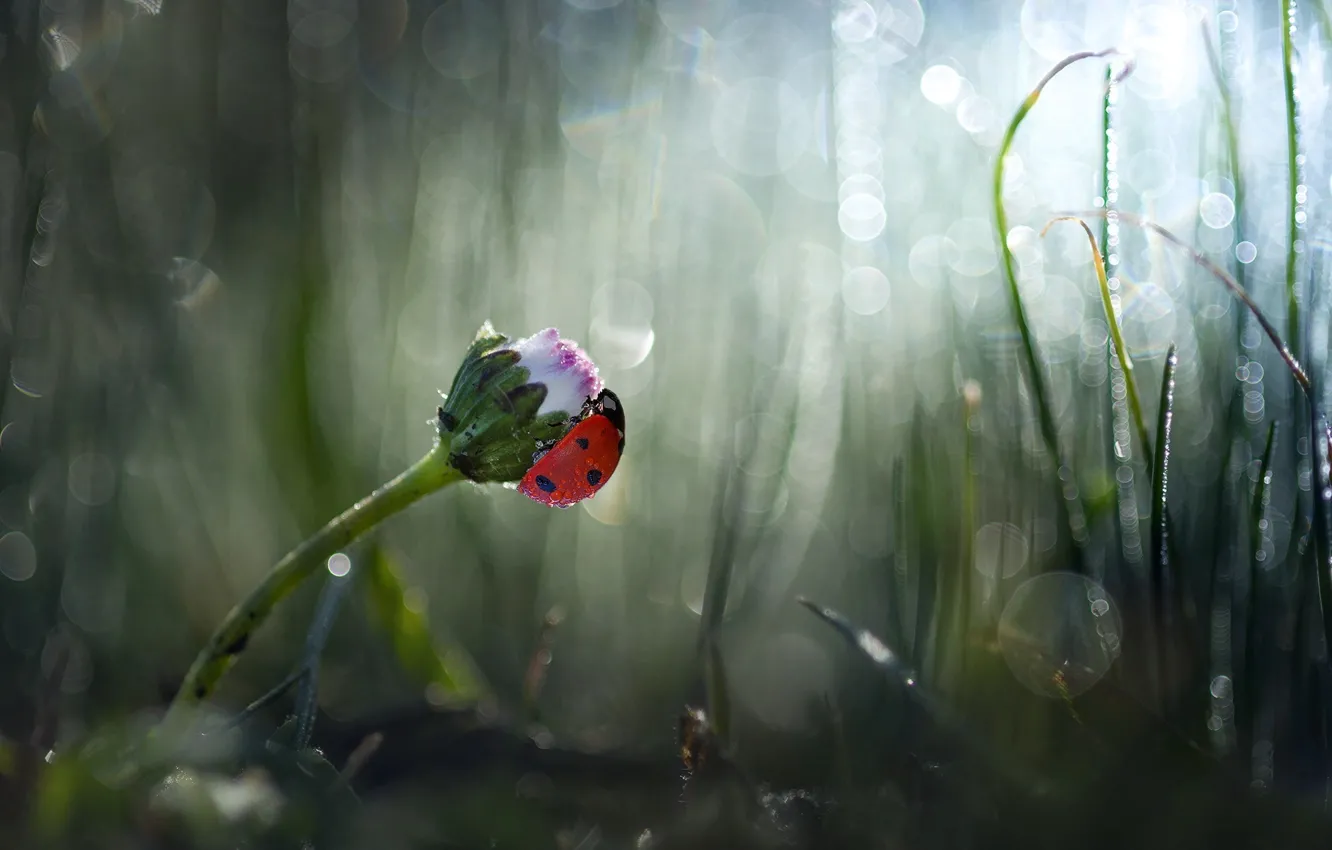 Photo wallpaper grass, flowers, nature, ladybug, beetle, buds, bokeh, Daisy