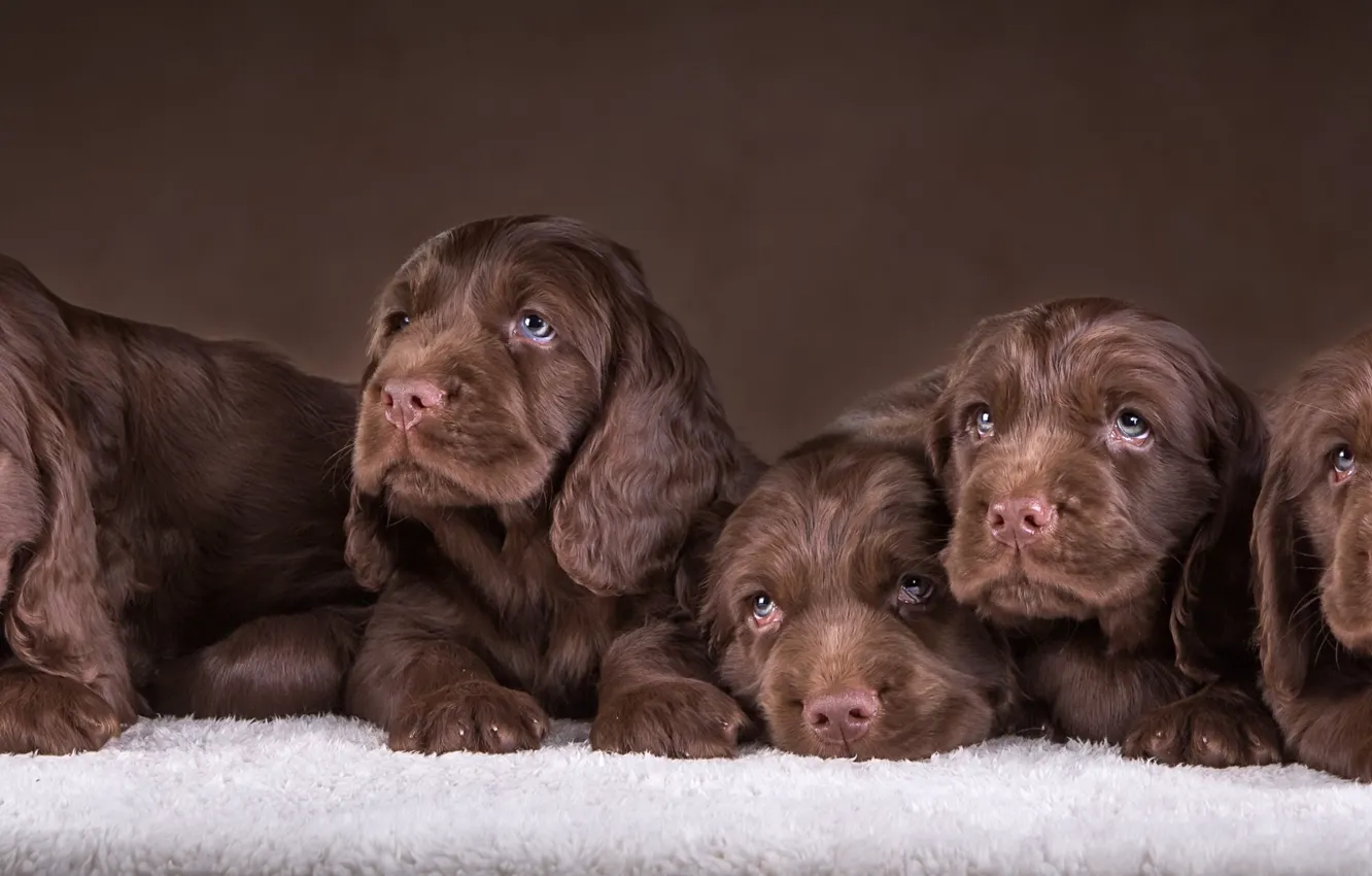Photo wallpaper puppies, six, Spaniel, chocolate