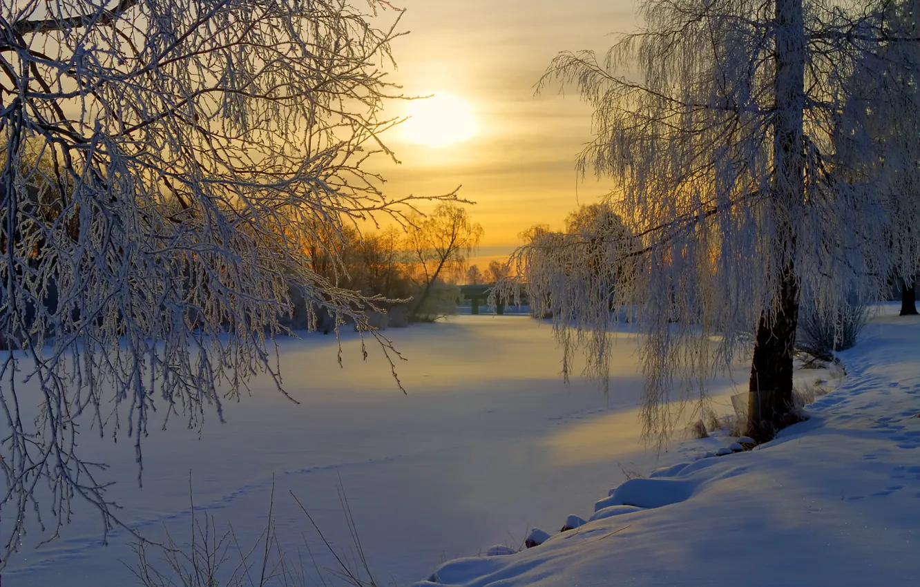 Photo wallpaper winter, frost, forest, the sun, snow, trees, sunrise, glade