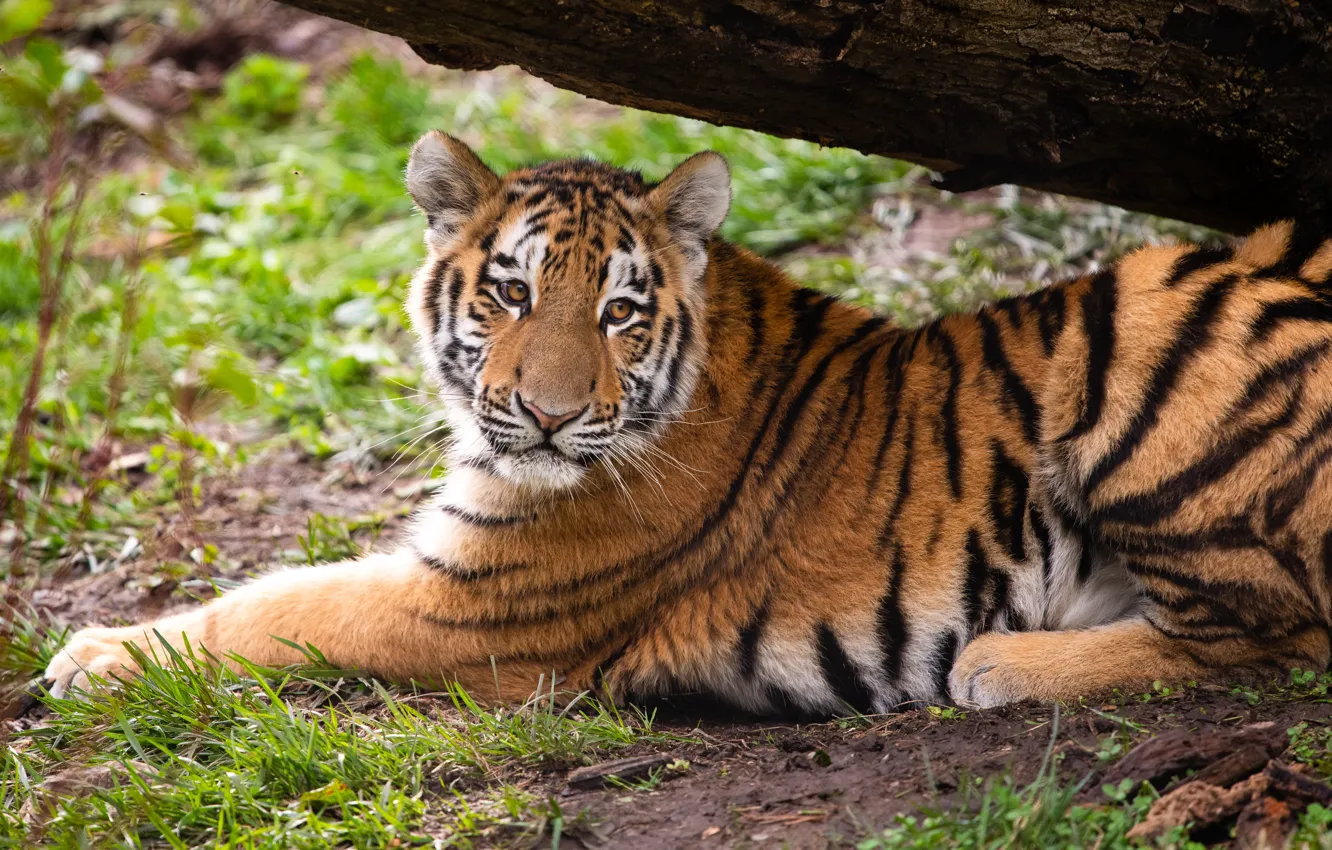 Photo wallpaper grass, look, face, trees, nature, tiger, glade, lies