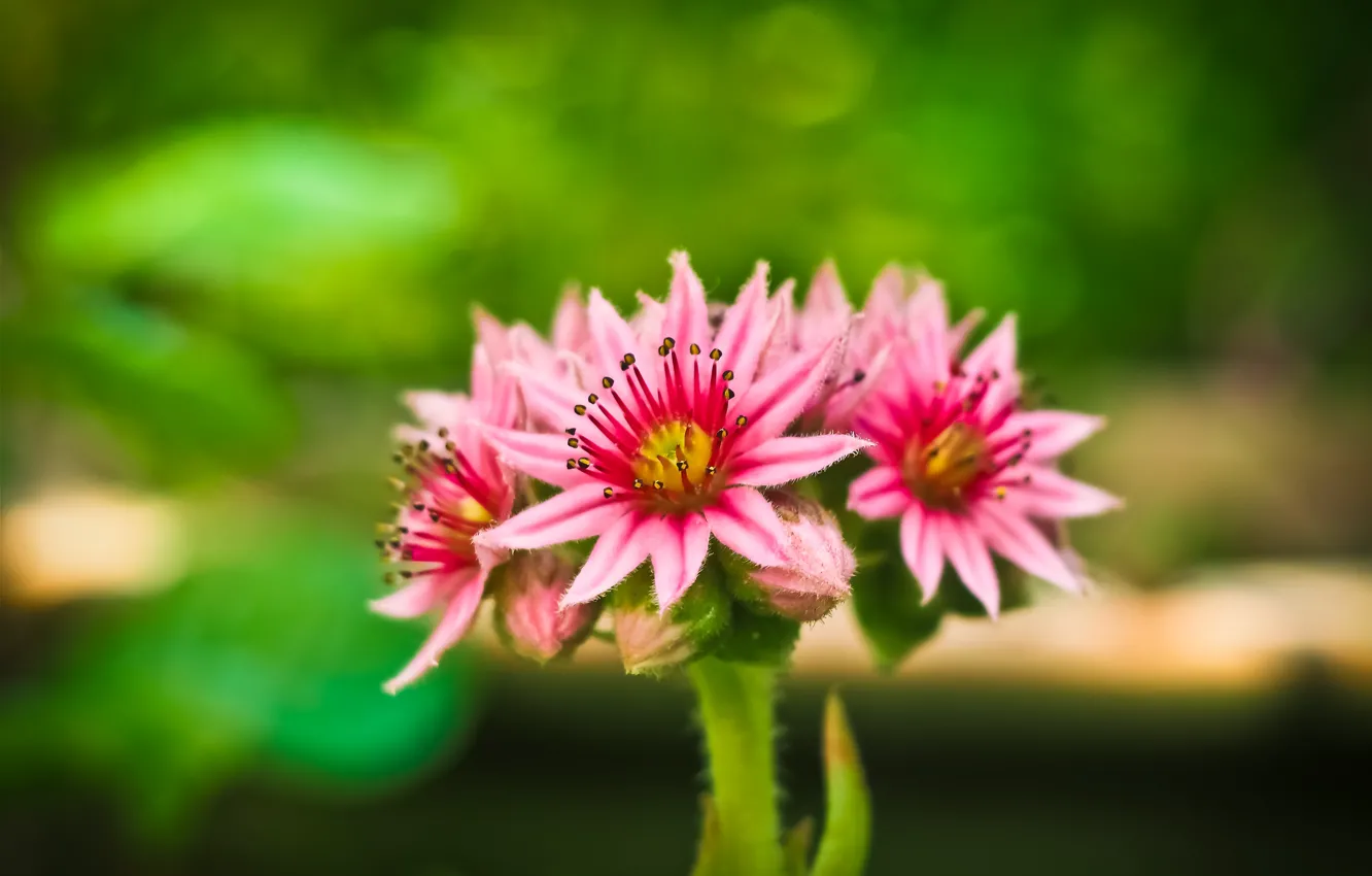 Photo wallpaper flowers, nature, pink
