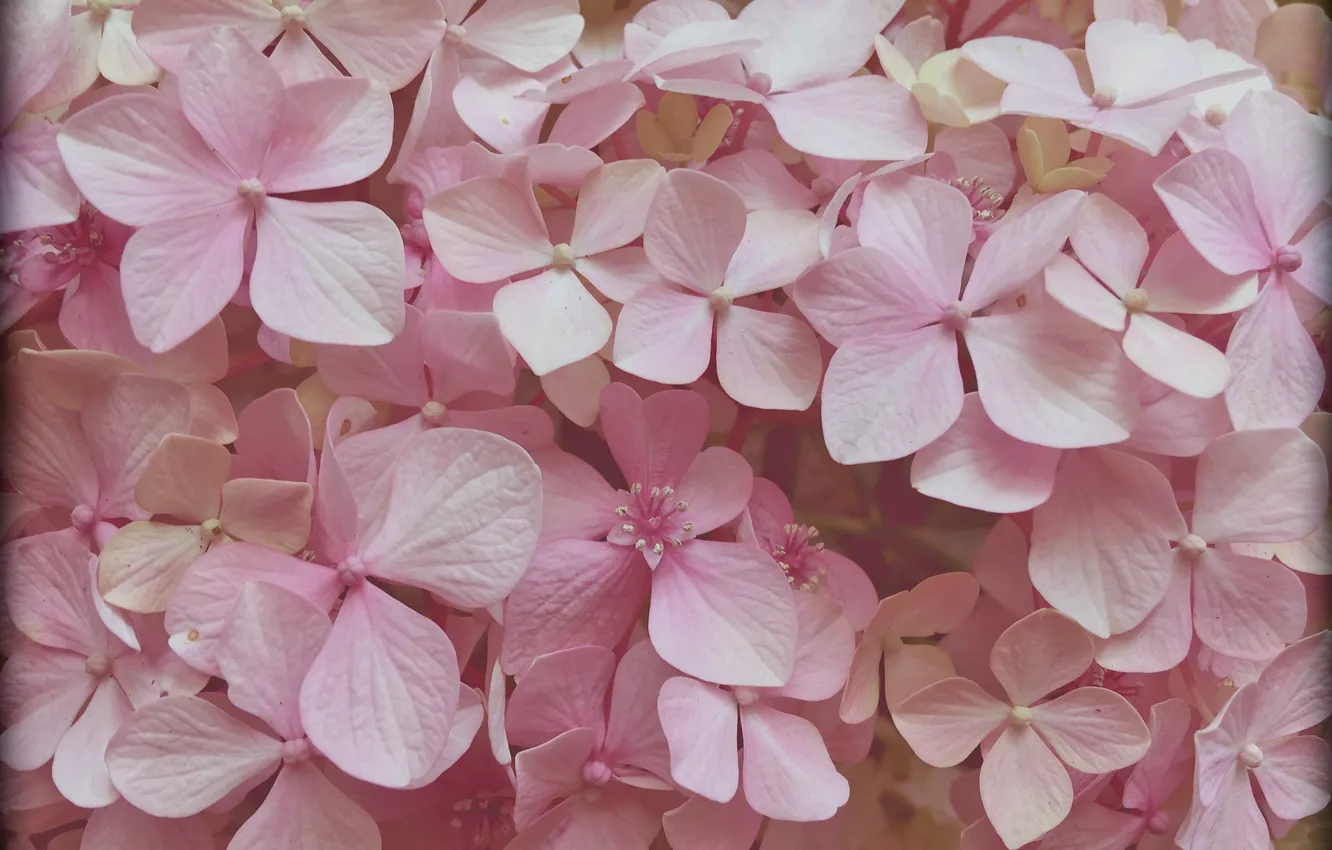 Photo wallpaper flowers, texture, pink flowers