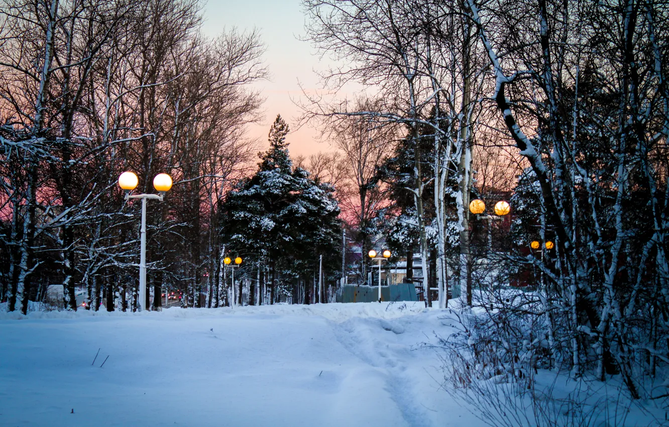 Photo wallpaper winter, forest, snow, trees, tree, lights