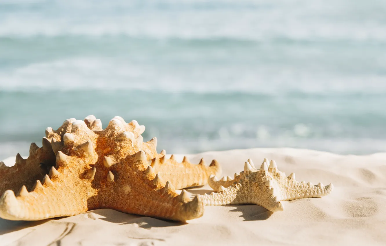 Photo wallpaper sand, sea, beach, stars, summer, beach, sea, sea