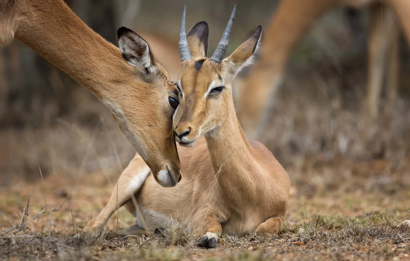 Photo wallpaper love, asthma, defect