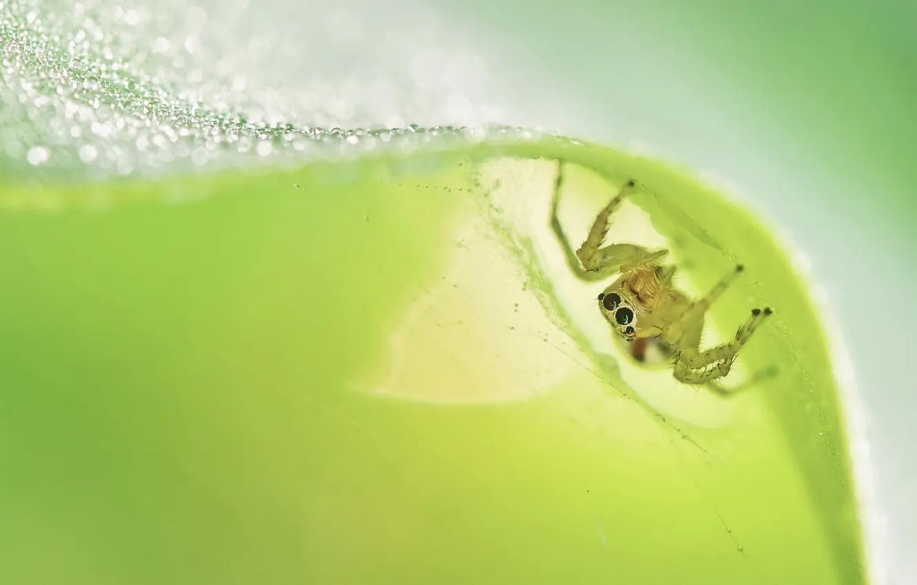 Photo wallpaper macro, background, Jumping Spider