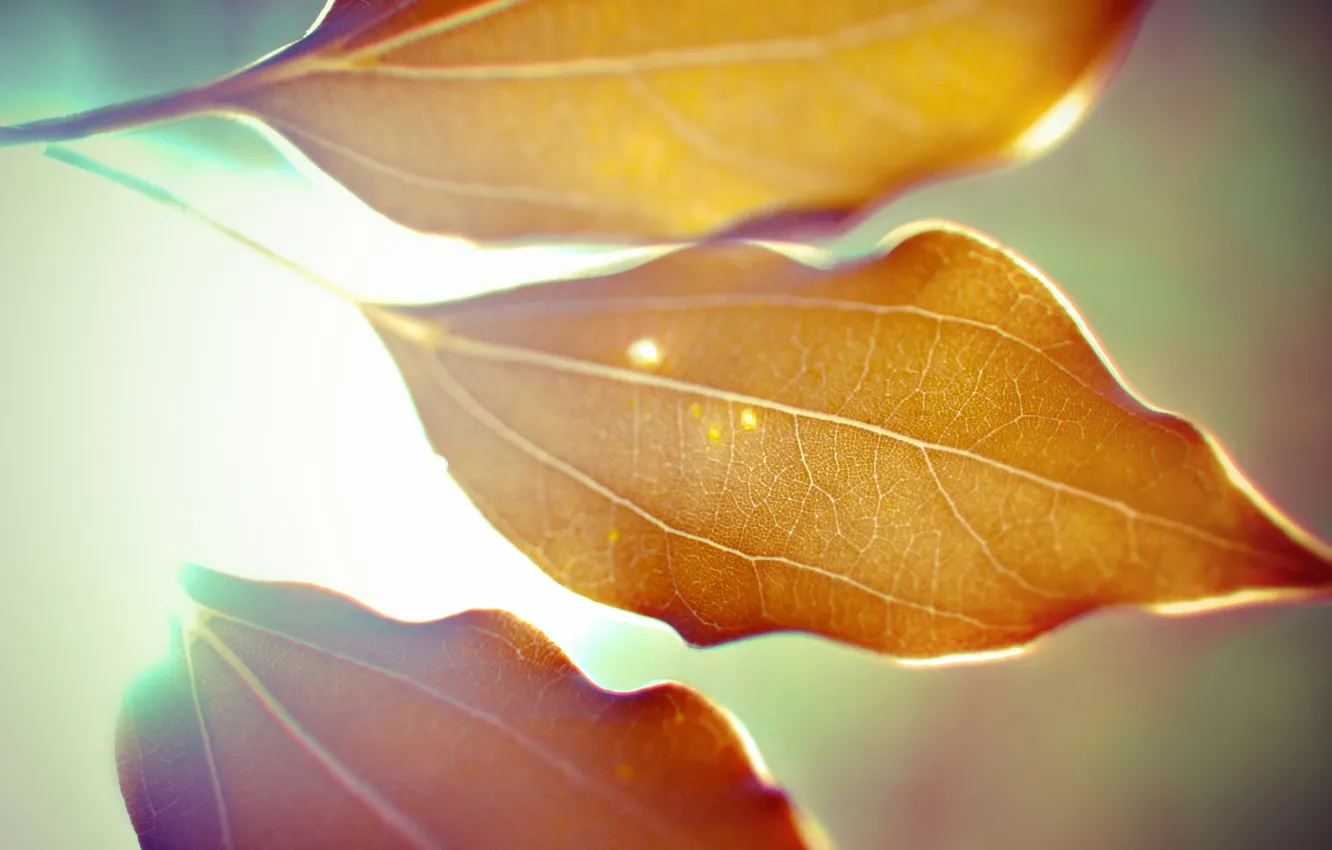 Photo wallpaper autumn, leaves, macro, light