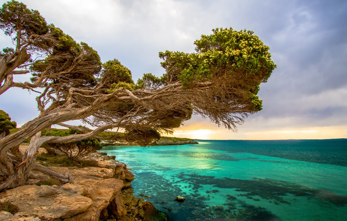 Photo wallpaper sea, trees, rocks, shore