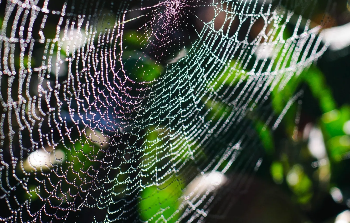 Photo wallpaper summer, drops, macro, Shine, web