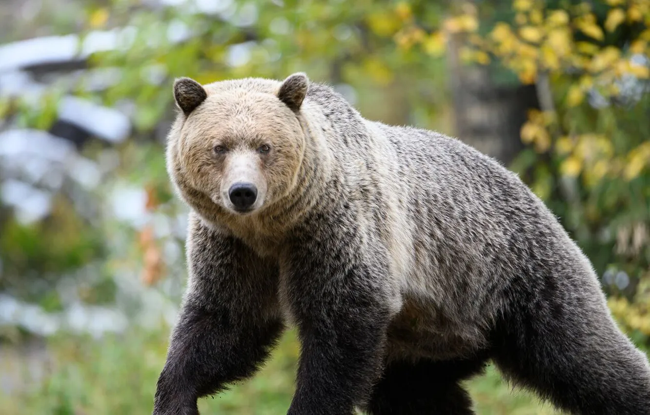 Photo wallpaper bear, Predator, animal