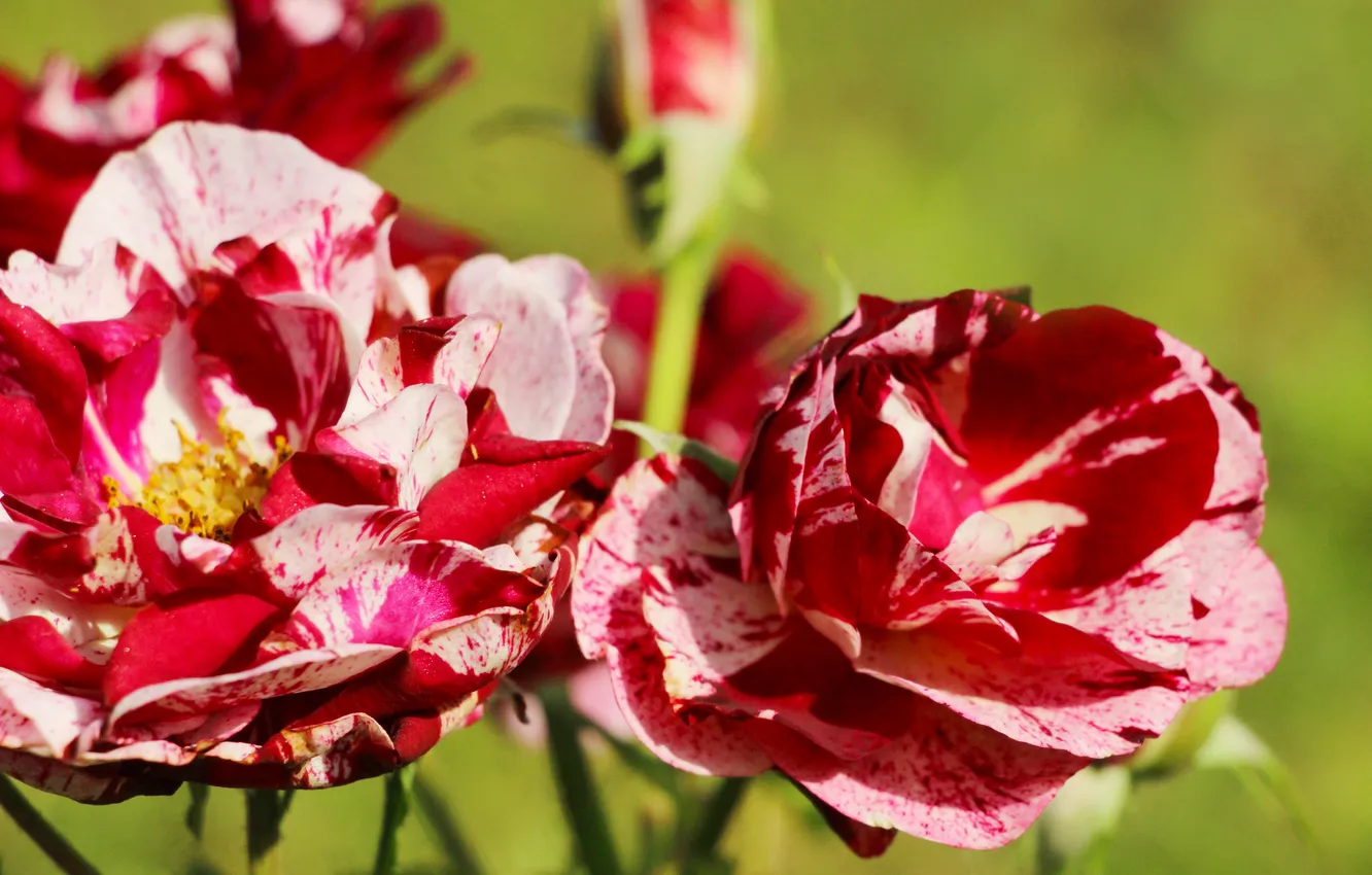 Photo wallpaper roses, colorfull, blooming