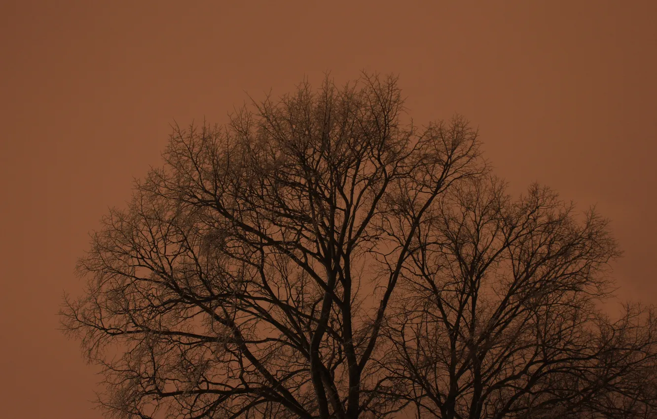 Photo wallpaper winter, frost, the sky, trees, branches, nature, morning, twilight