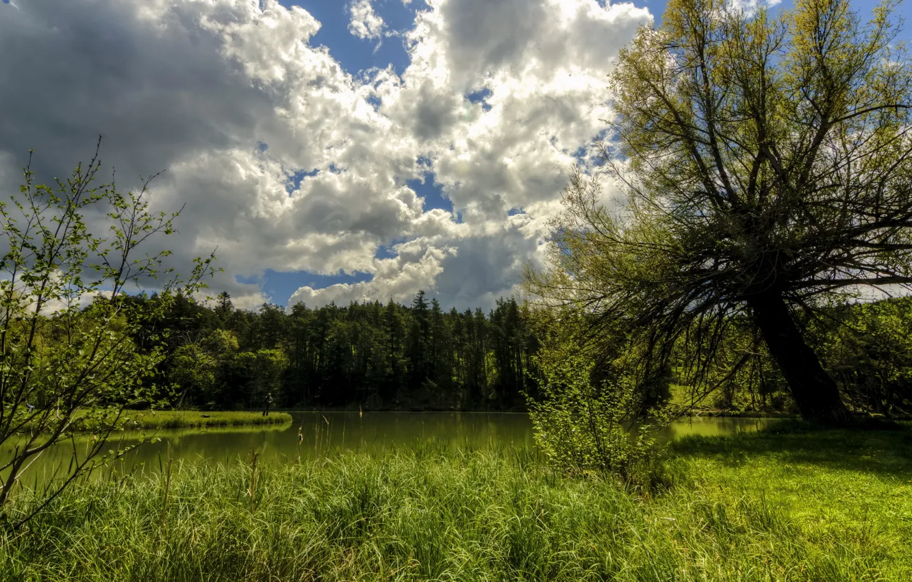 Photo wallpaper forest, summer, the sky, grass, clouds, trees, lake, the reeds