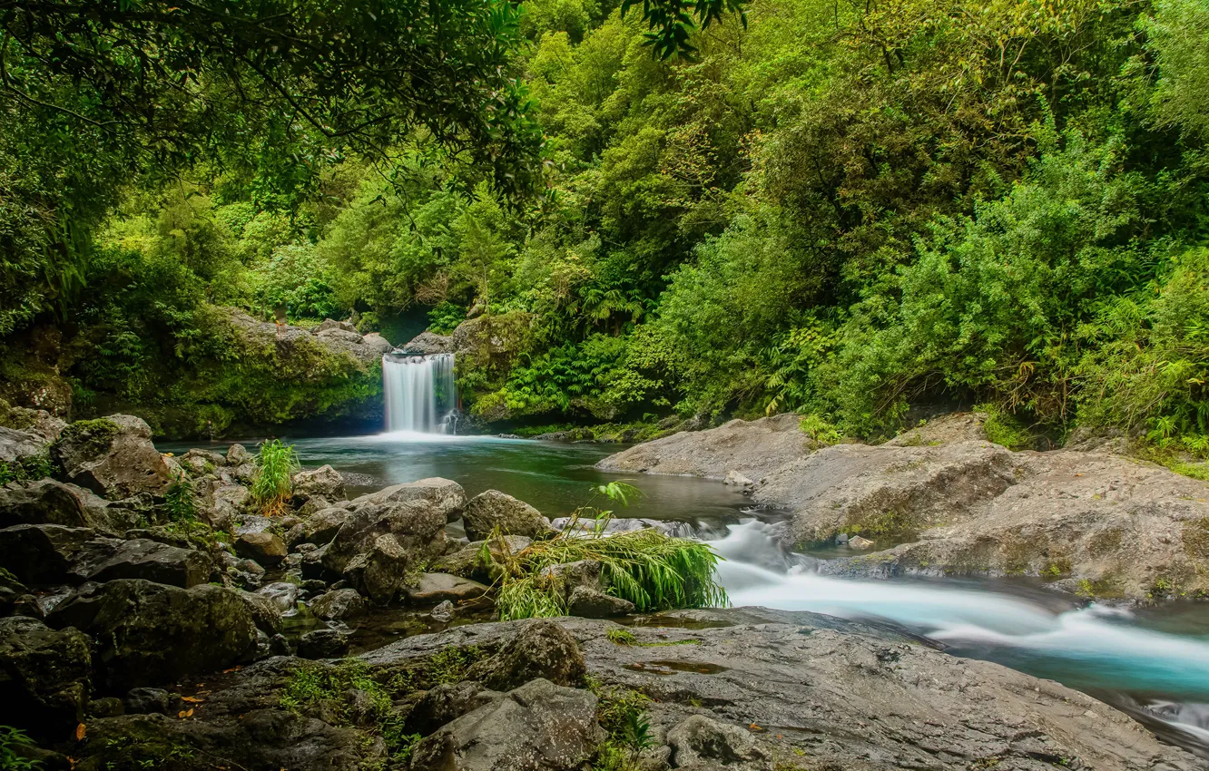 Photo wallpaper greens, forest, trees, stream, stones, France, waterfall, Reunion