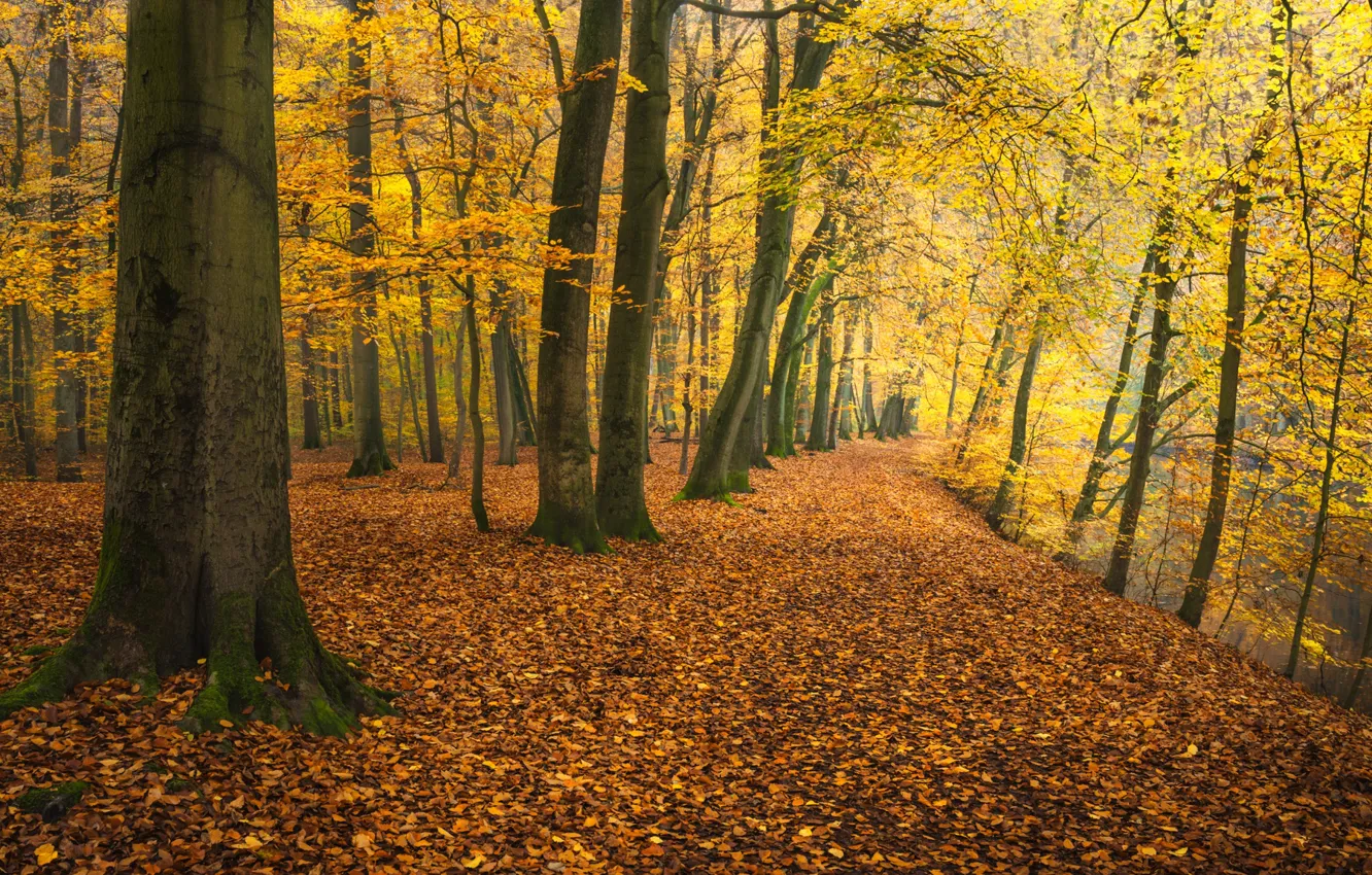 Photo wallpaper autumn, trees, Park, river, Germany, fallen leaves