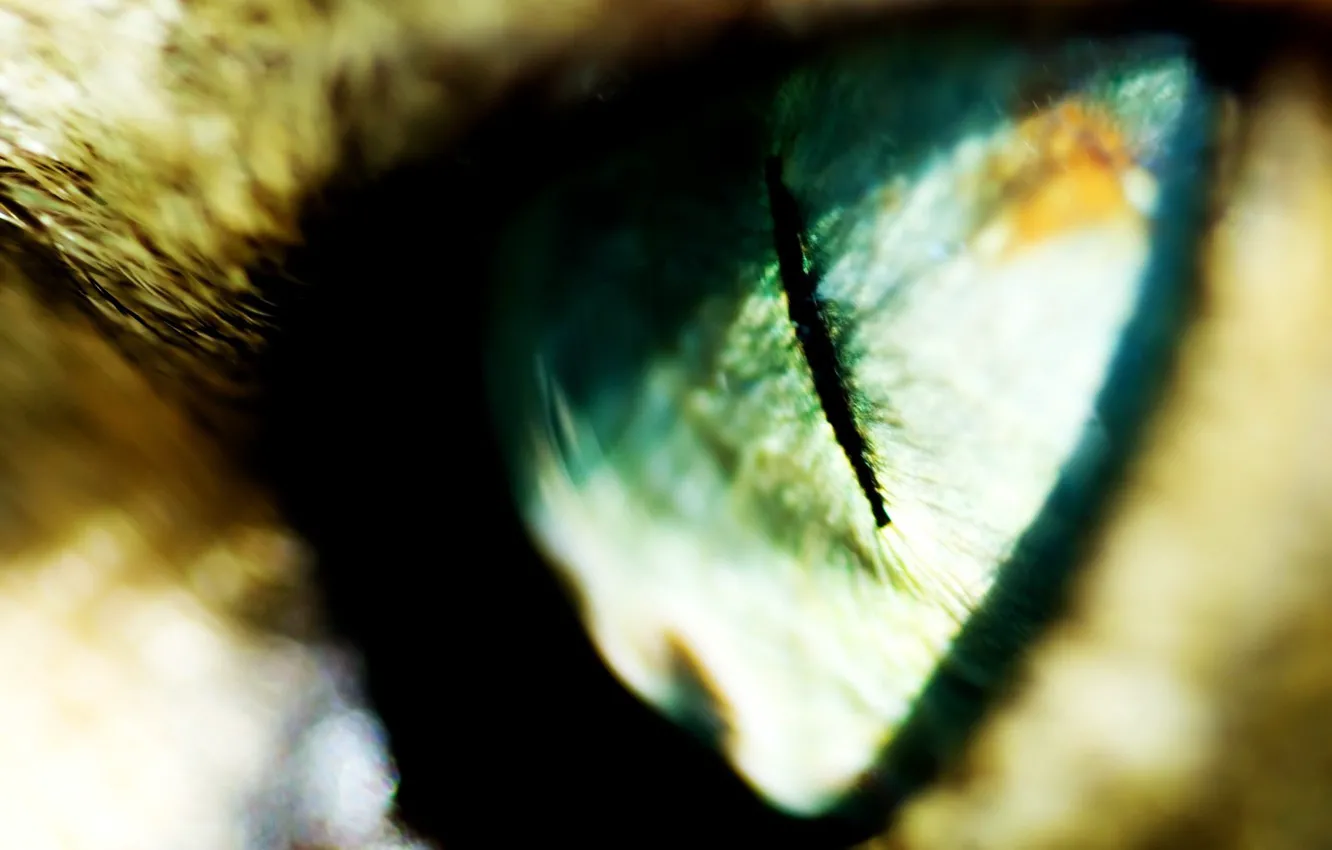Photo wallpaper Eyes, blur, the pupil