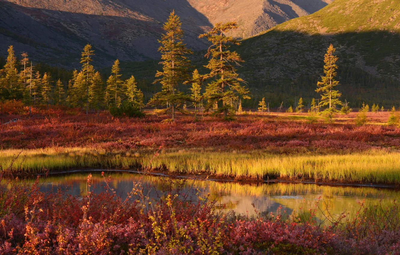 Photo wallpaper grass, light, trees, mountains, hills, shore, ate, slope