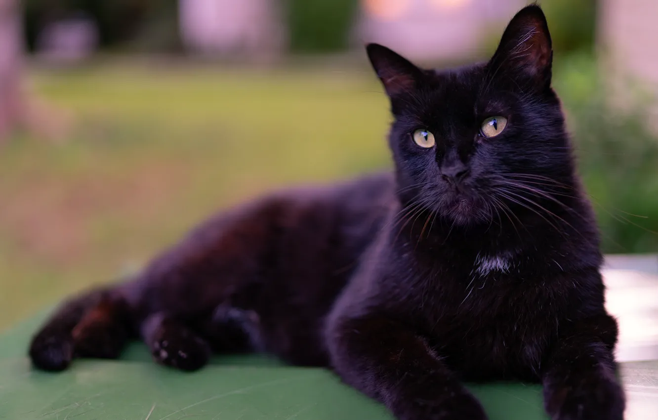 Photo wallpaper cat, cat, black, lies