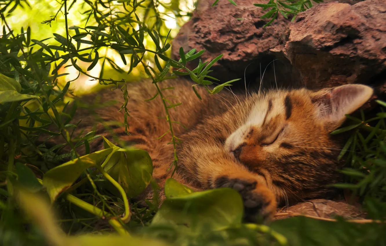 Photo wallpaper cat, grass, cat, leaves, green, stones, sleeping, lies