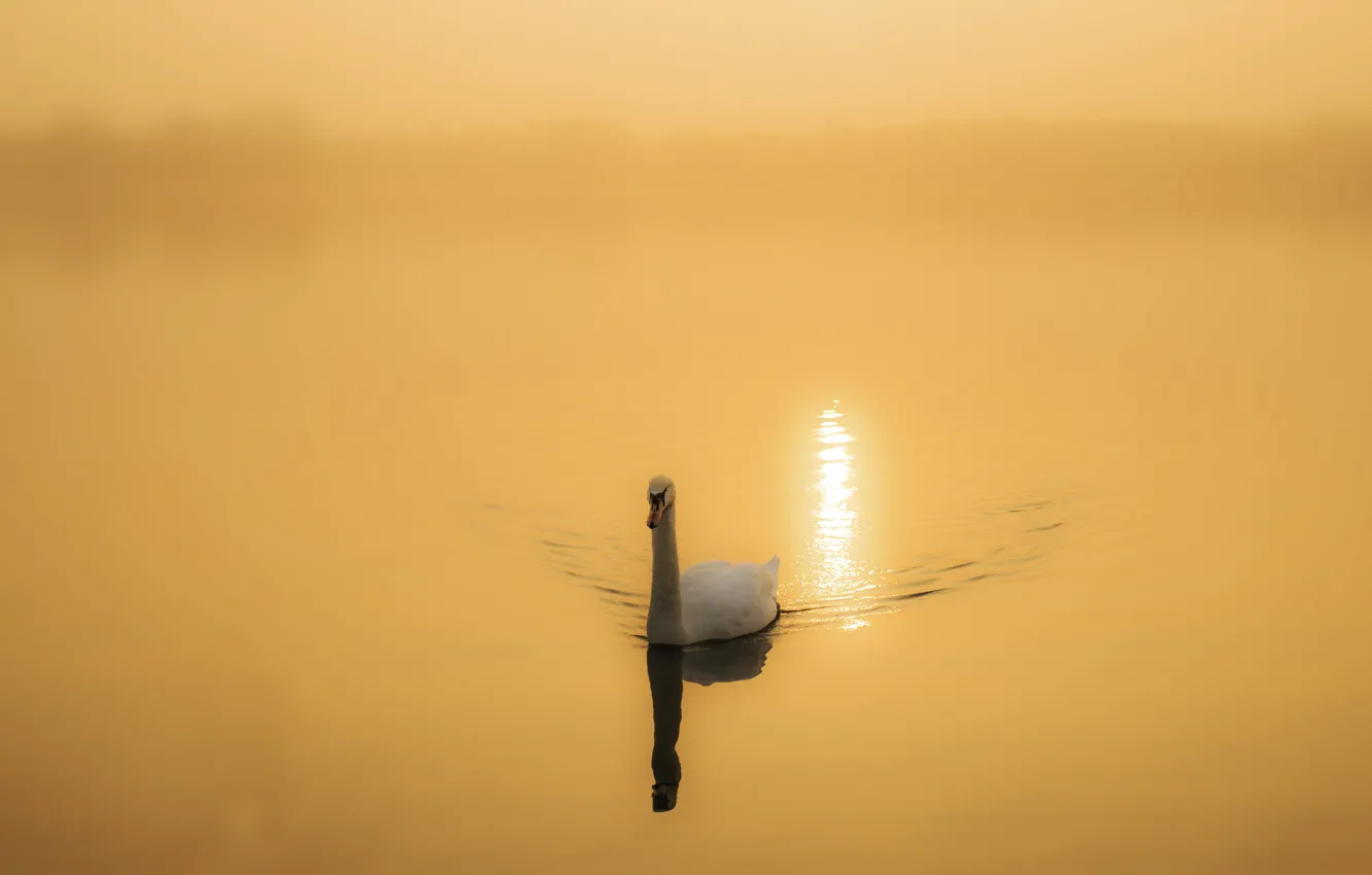 Photo wallpaper nature, lake, Swan