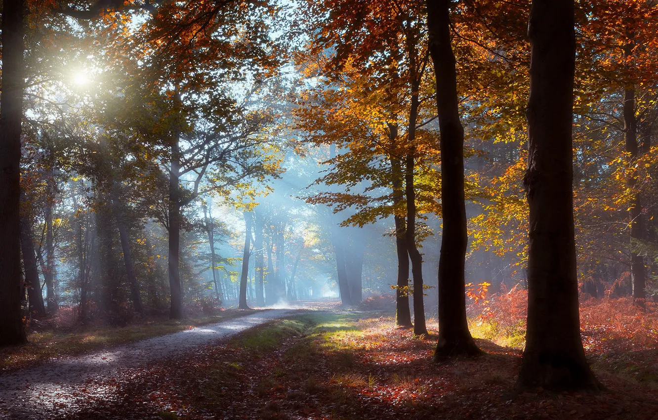Photo wallpaper autumn, forest, the sun, rays, light, trees, branches, fog