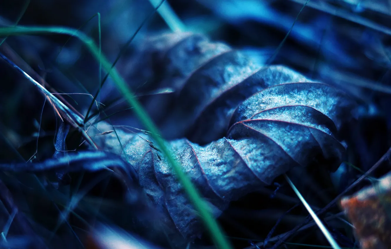 Photo wallpaper autumn, grass, macro, sheet, earth, dry, veins