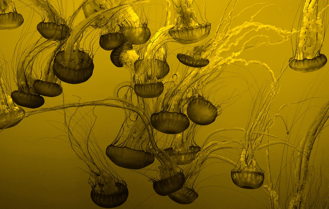 Photo wallpaper background, jellyfish, a lot