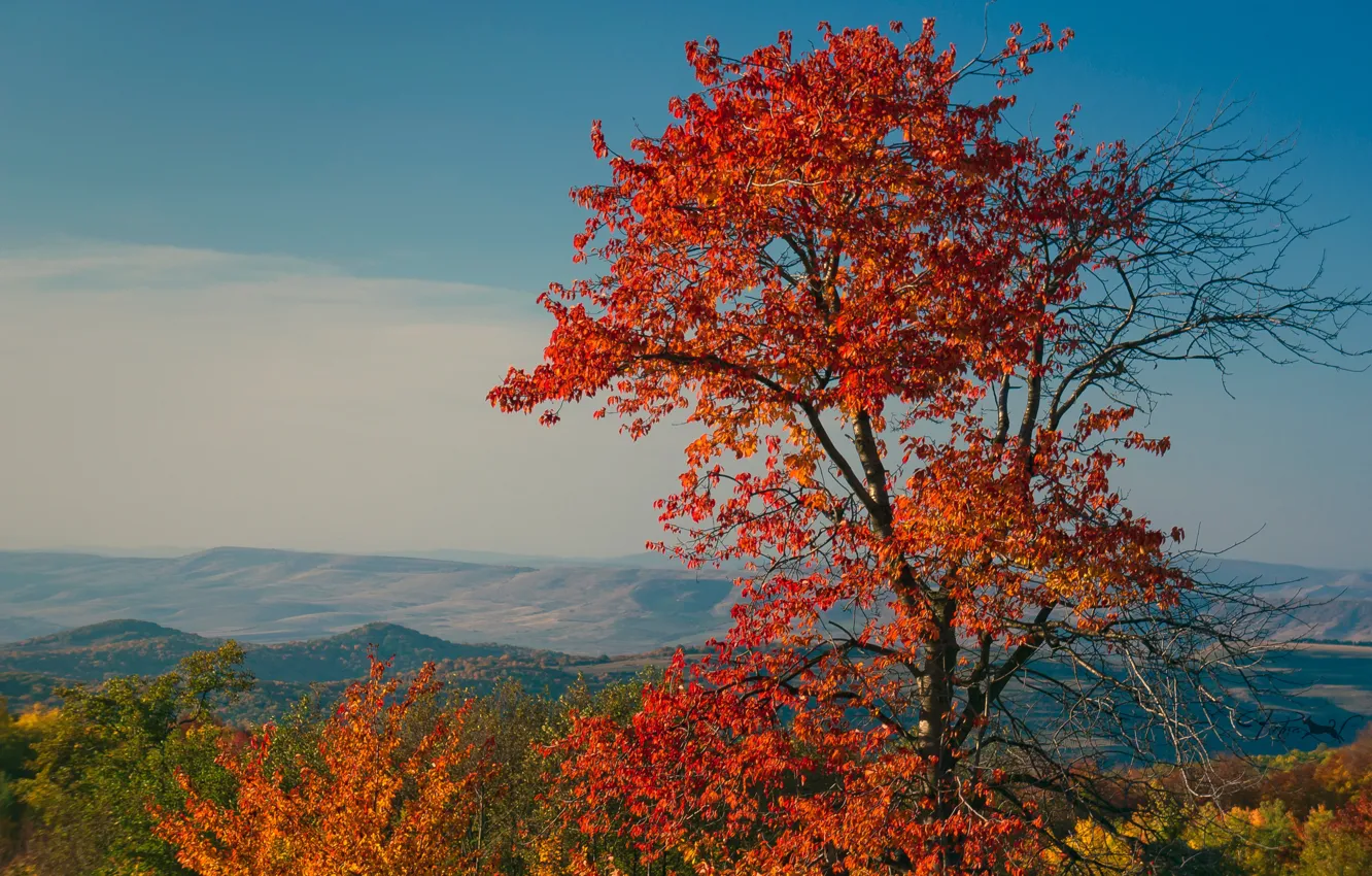 Photo wallpaper autumn, leaves, trees, landscape, mountains, the crimson