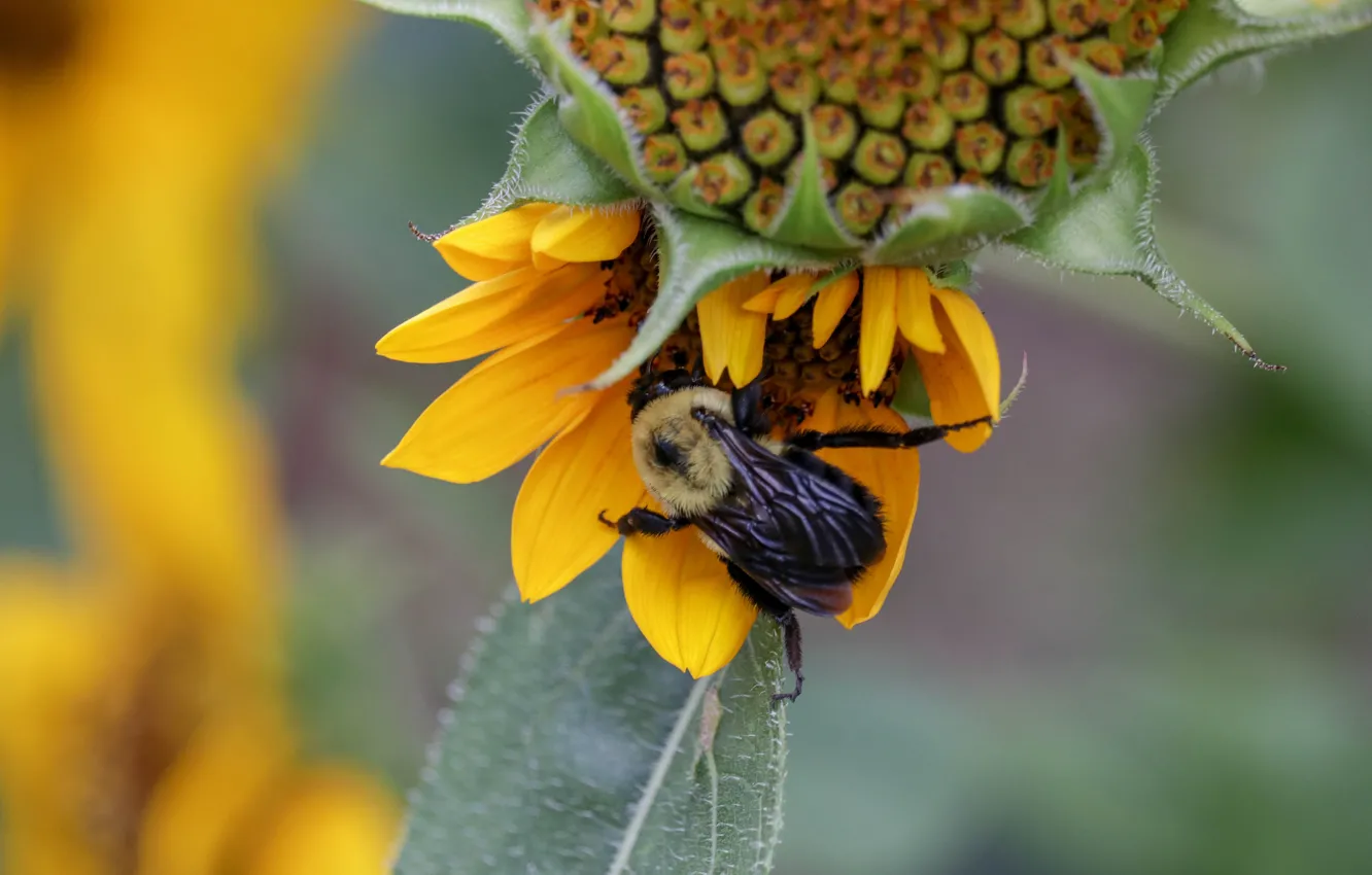 Photo wallpaper macro, sunflowers, flowers, bumblebee