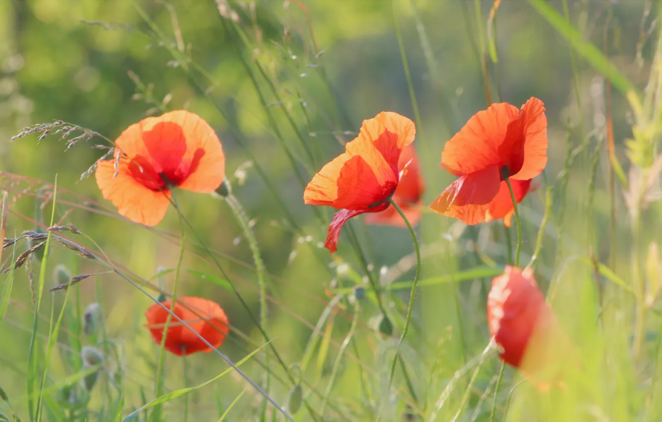 Photo wallpaper red, field, poppy, meadow, blooming
