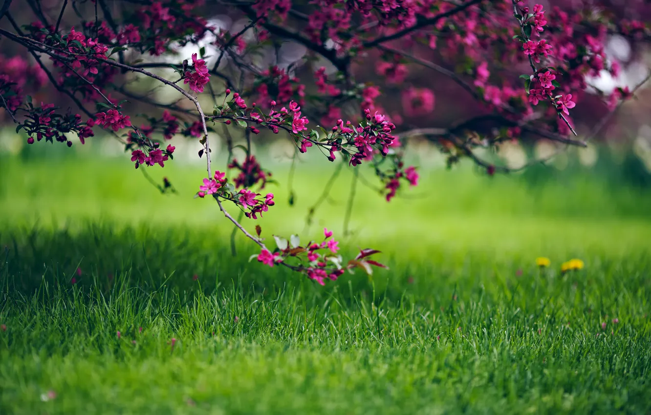Photo wallpaper grass, flowers, nature, tree, spring, bokeh
