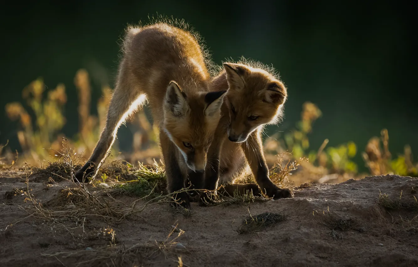 Photo wallpaper nature, animal, pair, cub, Fox
