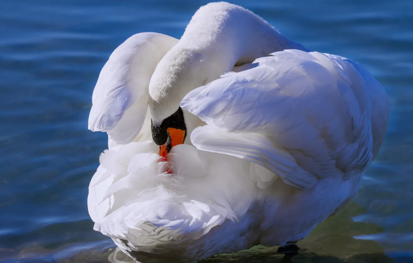Photo wallpaper white, nature, pose, blue, background, bird, wings, swans