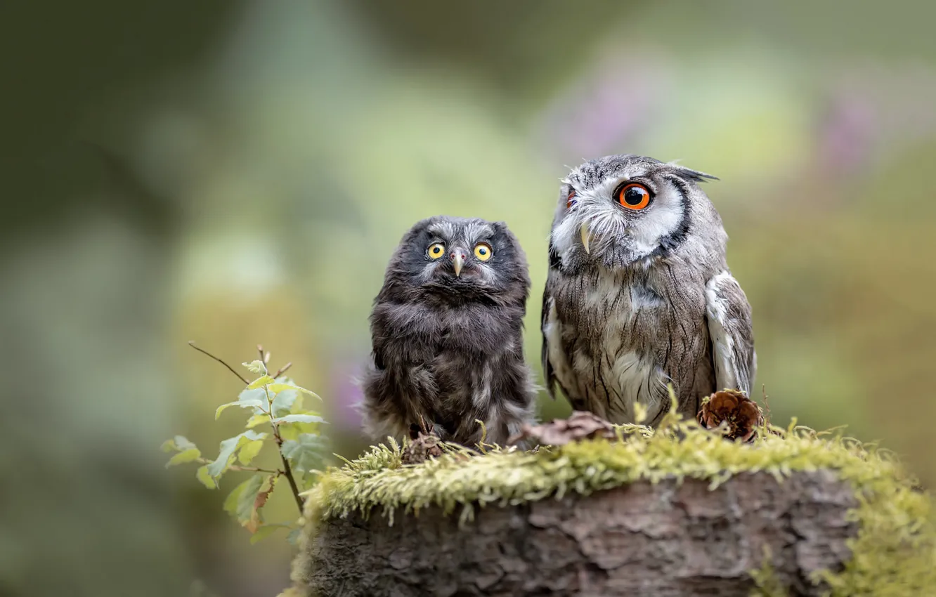 Photo wallpaper birds, nature, background, owl, two, moss, stump, owls