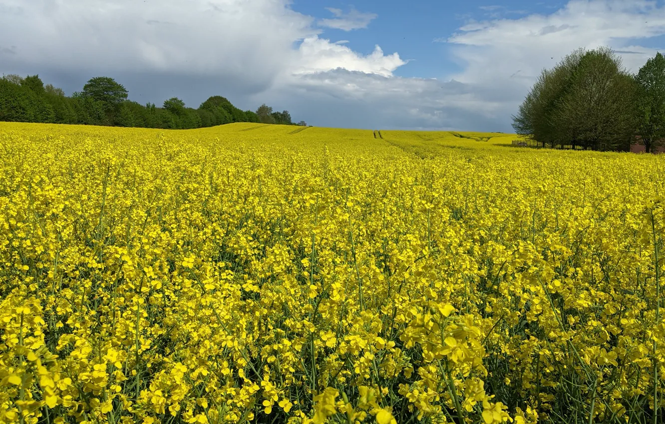 Photo wallpaper clouds, trees, flowers, yellow, meadow, rape, rapeseed field