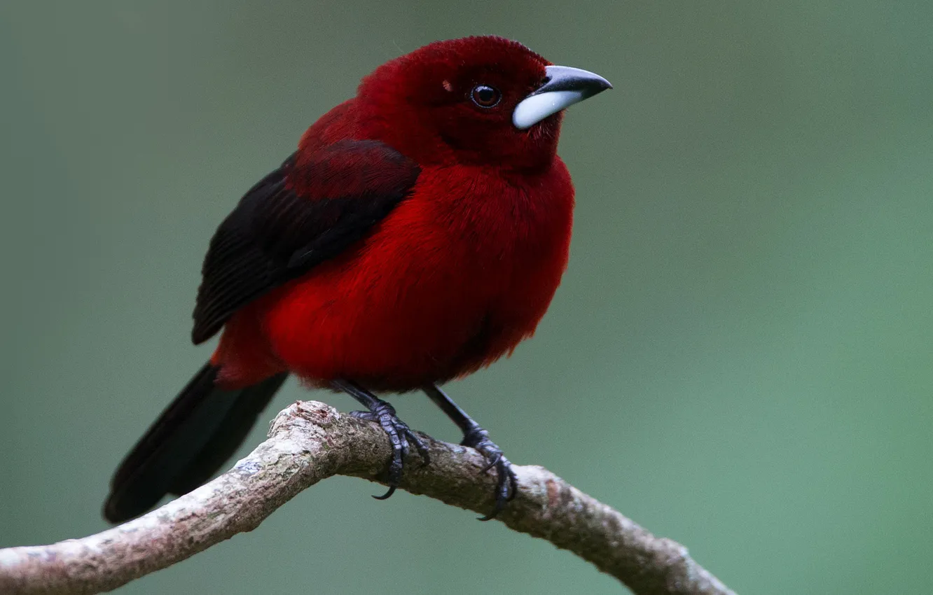 Photo wallpaper branches, bird, beak, tail, painted Tanagra