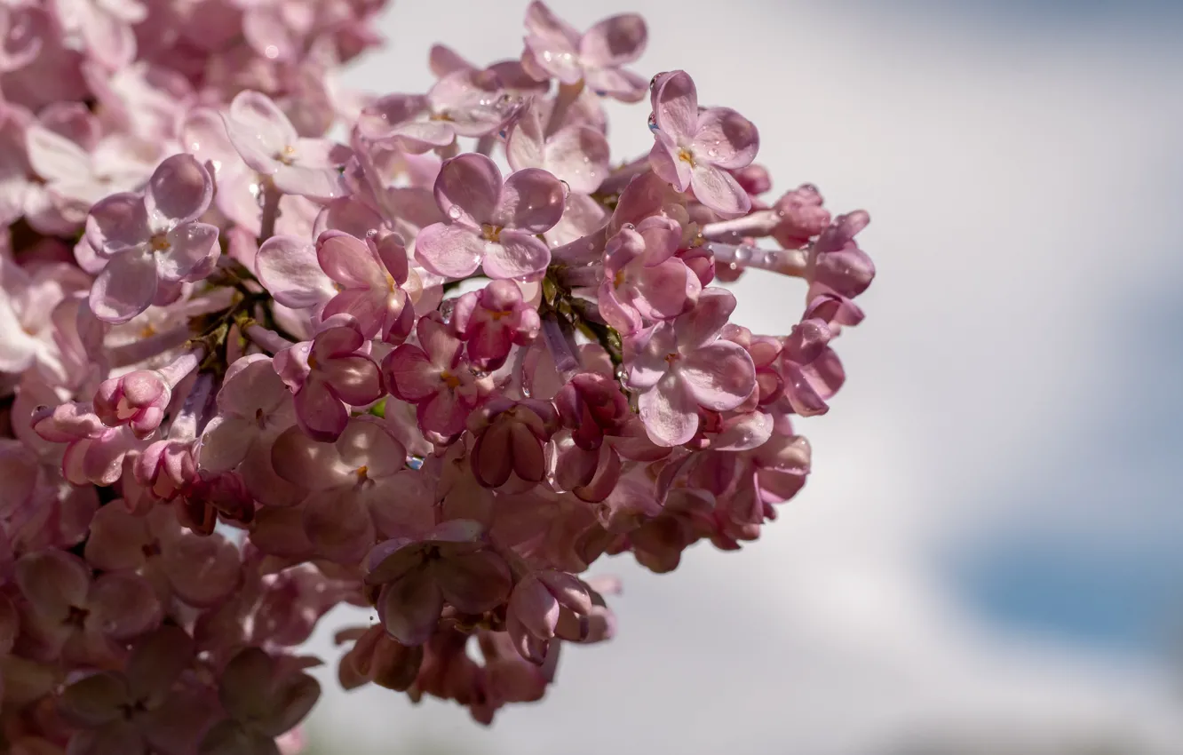 Photo wallpaper branch, spring, Lilac, flowering