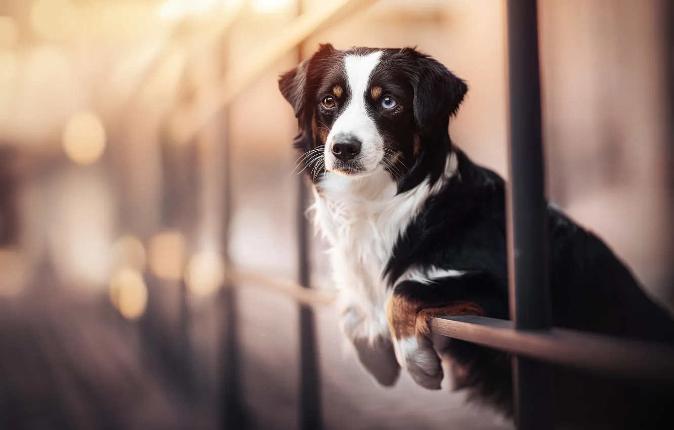 Photo wallpaper look, face, dog, paws