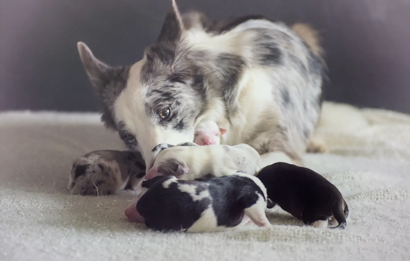 Photo wallpaper comfort, home, dog, puppy