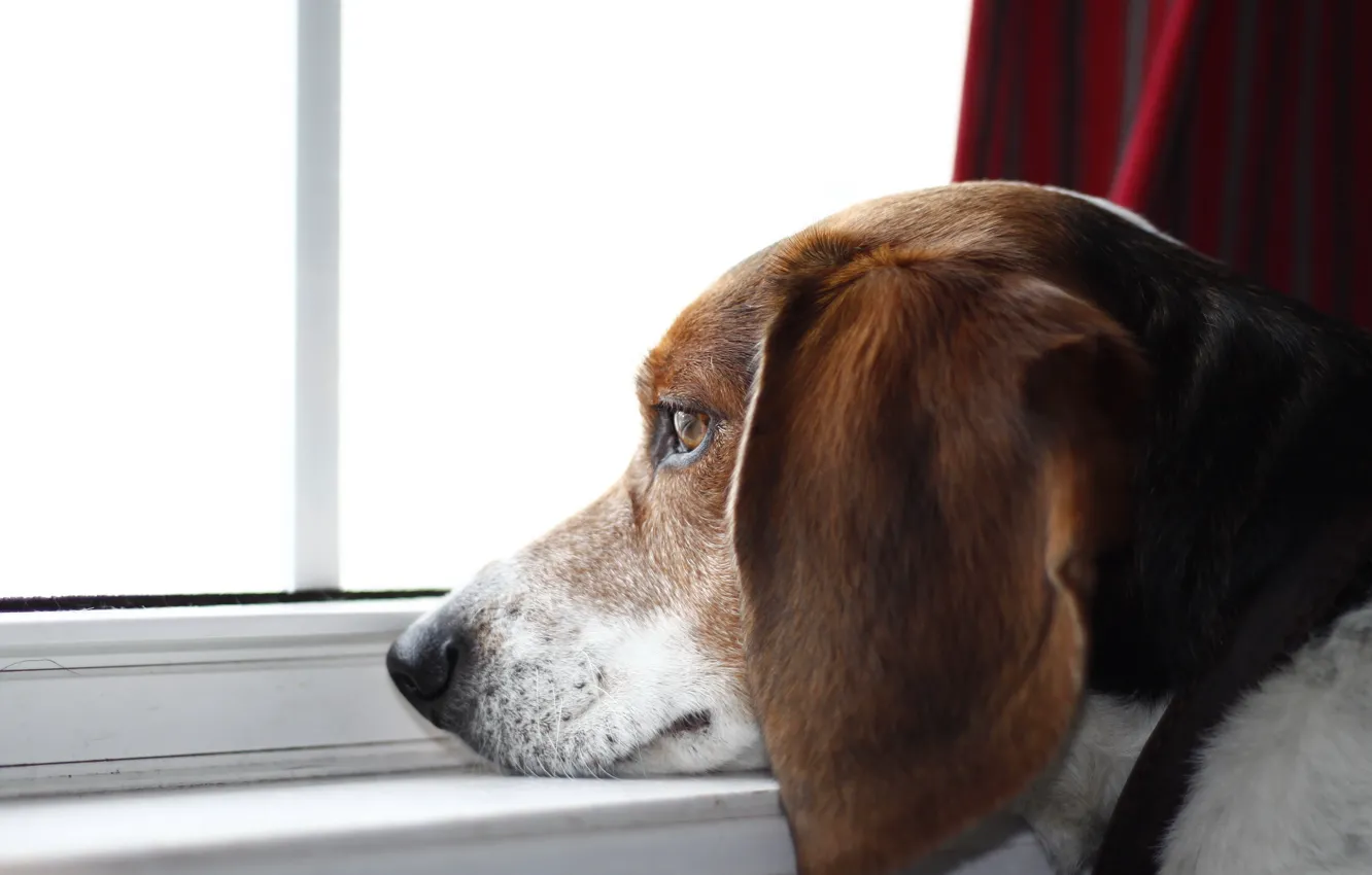 Photo wallpaper look, each, dog, beagle