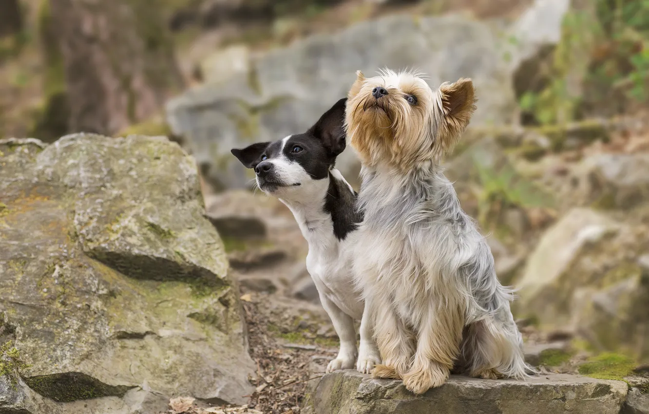 Photo wallpaper dogs, stones, pair, Yorkshire Terrier