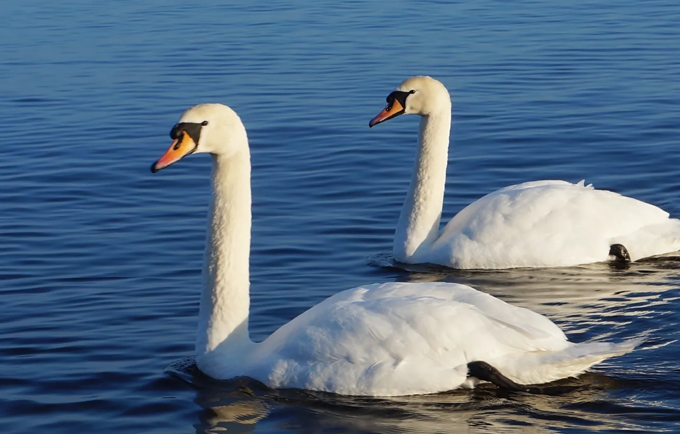 Photo wallpaper white, swan, bird