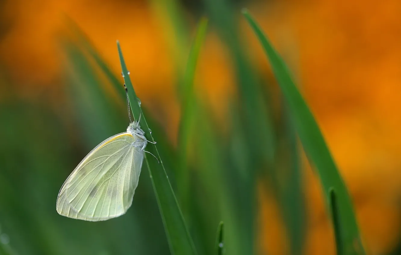 Photo wallpaper grass, background, butterfly, a blade of grass