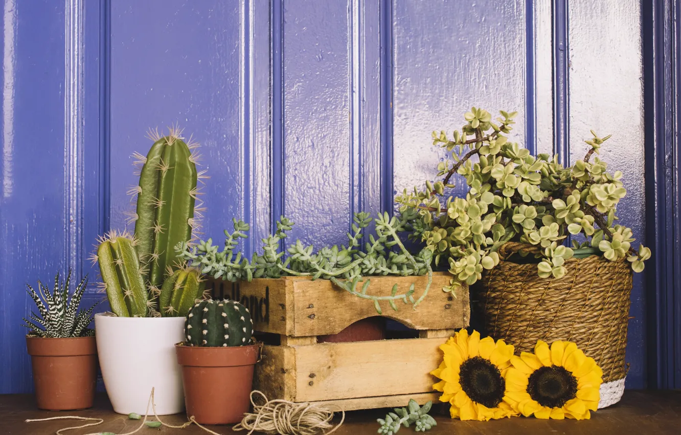 Photo wallpaper sunflowers, flowers, cactus, box