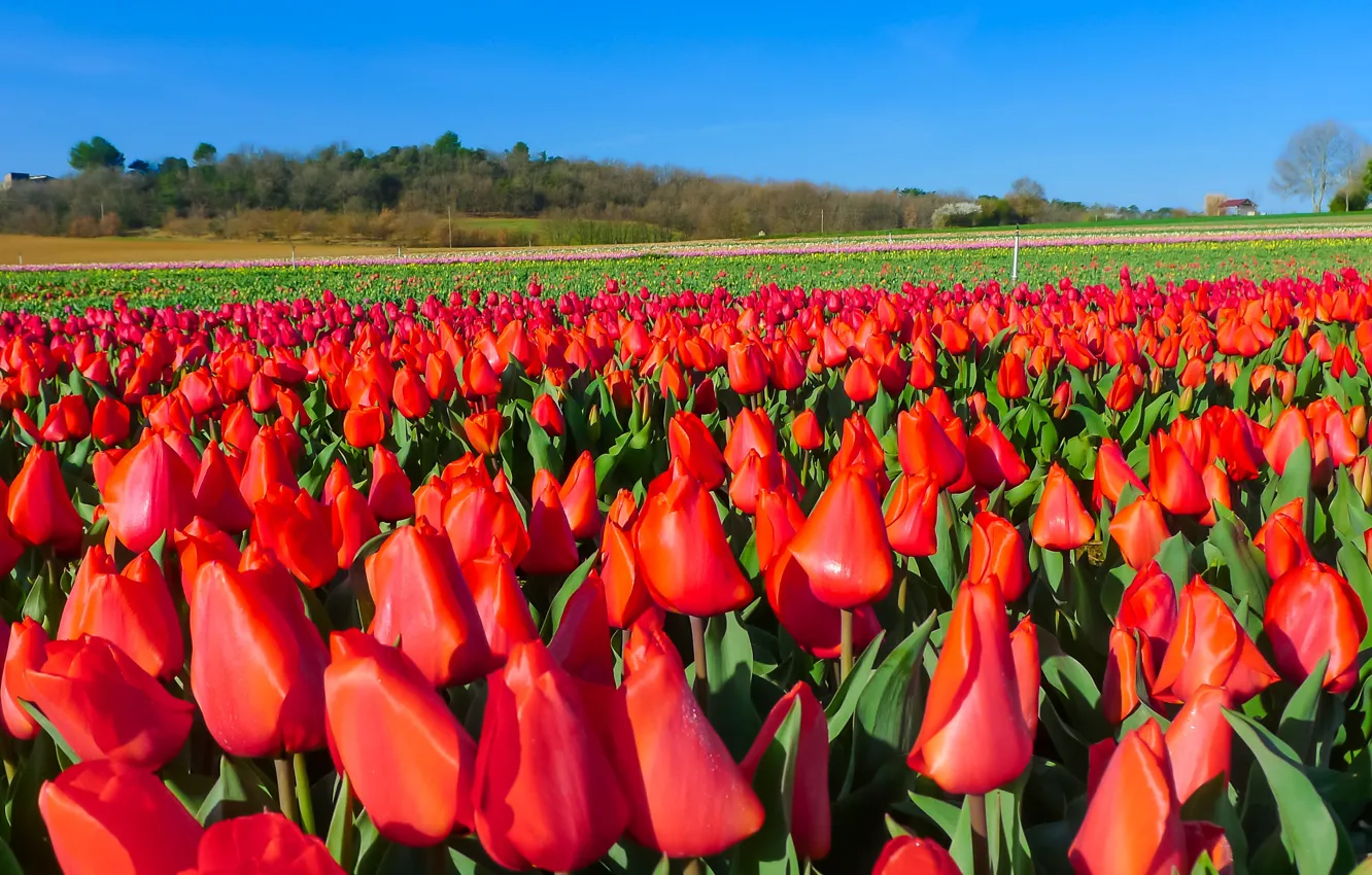 Photo wallpaper flowers, tulips, red, buds, a lot, plantation