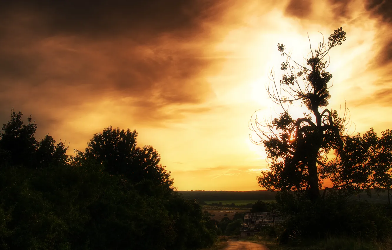 Photo wallpaper road, the sky, the sun, sunset, tree, the bushes