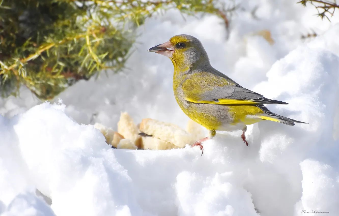 Photo wallpaper bird, zelenushka, photohunt