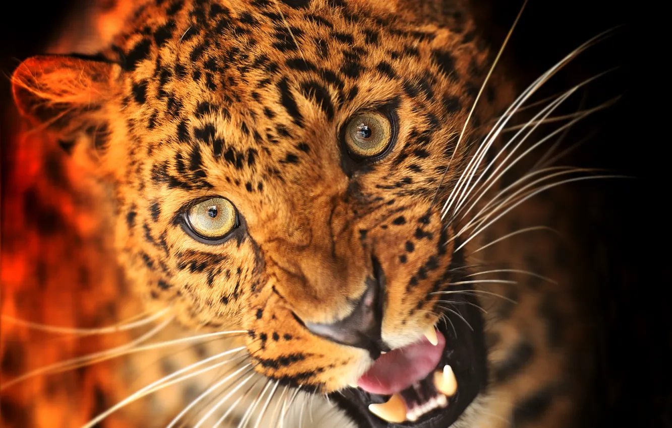 Photo wallpaper look, face, animal, predator, leopard, fangs, black background, the suit