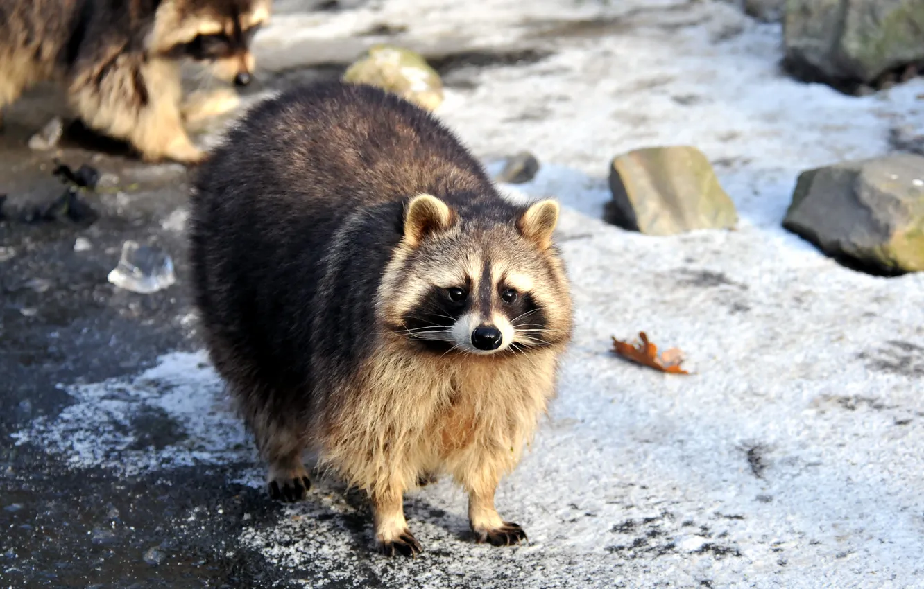 Photo wallpaper look, snow, fluffy, raccoon