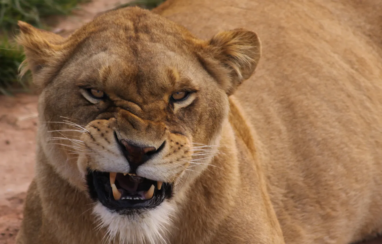 Photo wallpaper cat, look, face, lioness